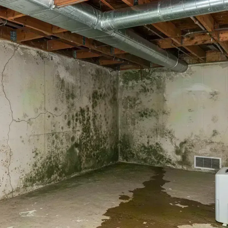 Professional Mold Removal in Fairfax County, VA